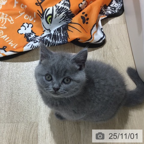 ブリティッシュショートヘアの写真