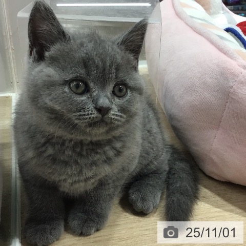 ブリティッシュショートヘアの写真