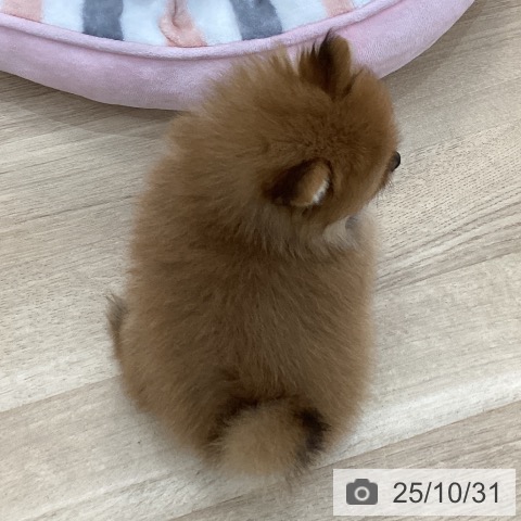 ポメラニアンの写真