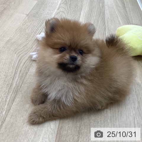 ポメラニアンの写真