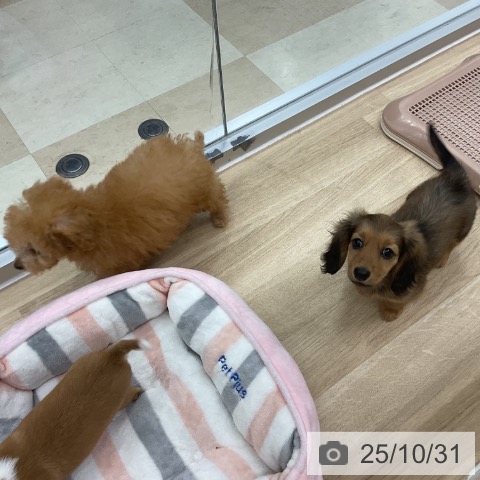 カニーンヘン・ダックスフンドの写真