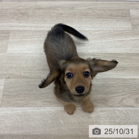 カニーンヘン・ダックスフンドの写真