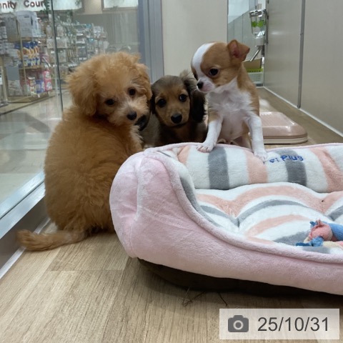 カニーンヘン・ダックスフンドの写真