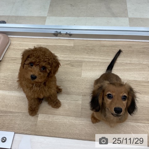 神奈川県のカニンヘンダックスフンド(ロング) (ペットプラス アミーゴ藤沢店/2025年8月23日生まれ/男の子/シェーデットレッド)の子犬の4枚目の画像