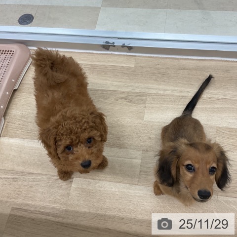 神奈川県のカニンヘンダックスフンド(ロング) (ペットプラス アミーゴ藤沢店/2025年8月23日生まれ/男の子/シェーデットレッド)の子犬の3枚目の画像