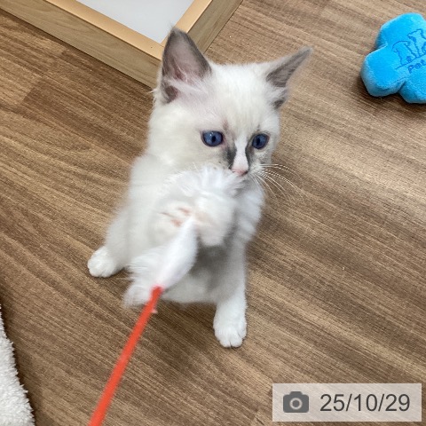 ラグドールの写真