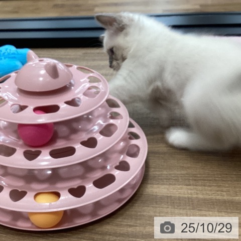 ラグドールの写真