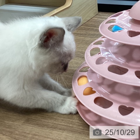 ラグドールの写真