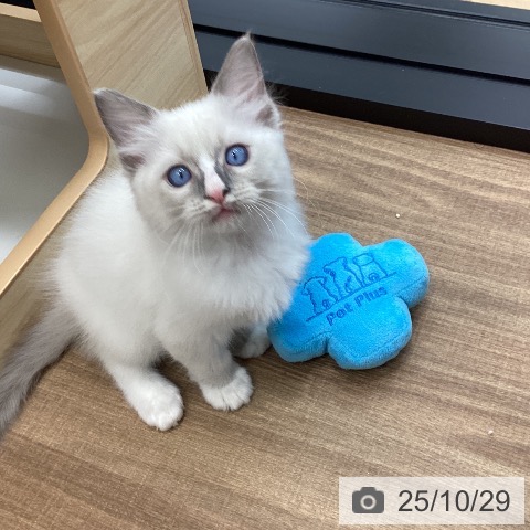 ラグドールの写真