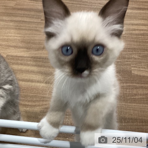 ラグドールの写真