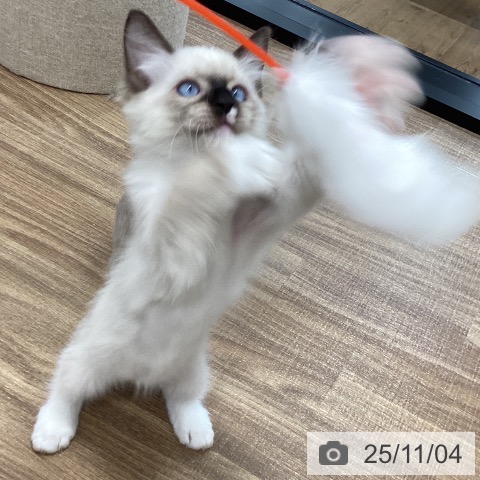 ラグドールの写真