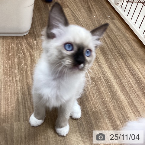 ラグドールの写真