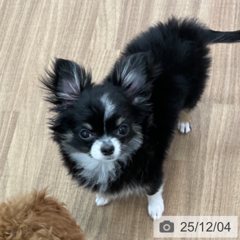 茨城県のチワワ(ロング) (ペッツワン 古河店/2025年8月29日生まれ/女の子/ブラックタンホワイト)の子犬の4枚目の画像