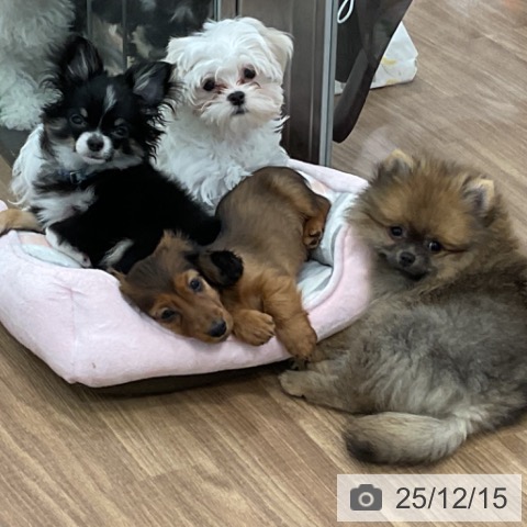 茨城県のチワワ(ロング) (ペッツワン 古河店/2025年8月29日生まれ/女の子/ブラックタンホワイト)の子犬の4枚目の画像