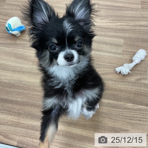 茨城県のチワワ(ロング) (ペッツワン 古河店/2025年8月29日生まれ/女の子/ブラックタンホワイト)の子犬の4枚目の画像