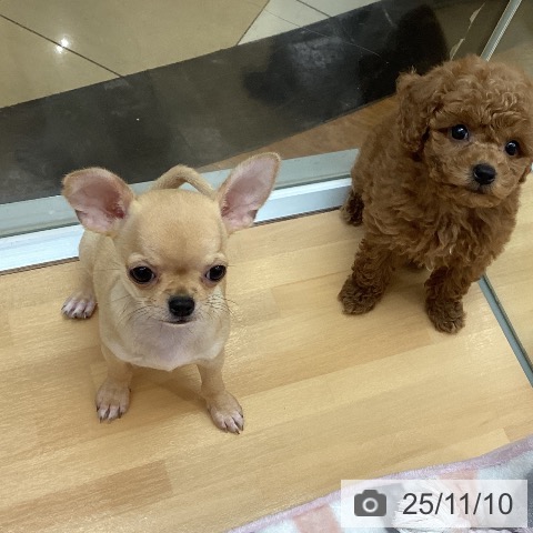 千葉県のチワワ(ロング) (ペットプラス 八千代緑が丘店/2025年8月30日生まれ/女の子/フォーン)の子犬の4枚目の画像