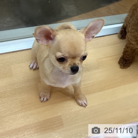 千葉県のチワワ(ロング) (ペットプラス 八千代緑が丘店/2025年8月30日生まれ/女の子/フォーン)の子犬の3枚目の画像