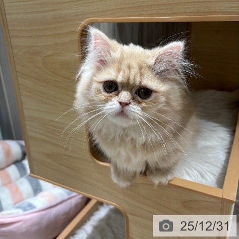 ミヌエットの写真