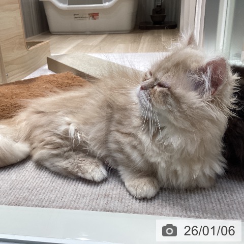 ミヌエットの写真