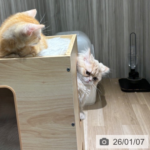 ミヌエットの写真