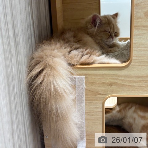 ミヌエットの写真