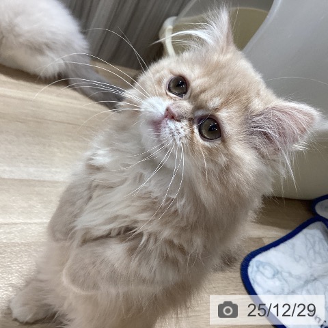 千葉県のミヌエット (ペットプラス 木更津店/2025年8月29日生まれ/女の子/クリームタビー)の子猫の4枚目の画像