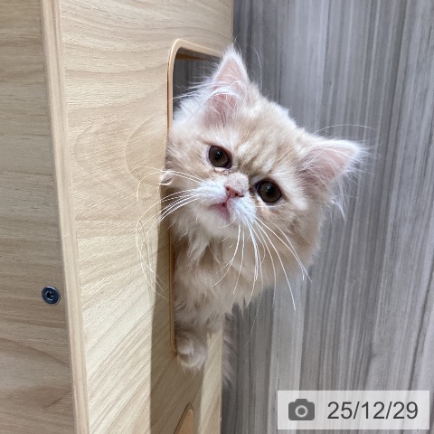 千葉県のミヌエット (ペットプラス 木更津店/2025年8月29日生まれ/女の子/クリームタビー)の子猫の3枚目の画像