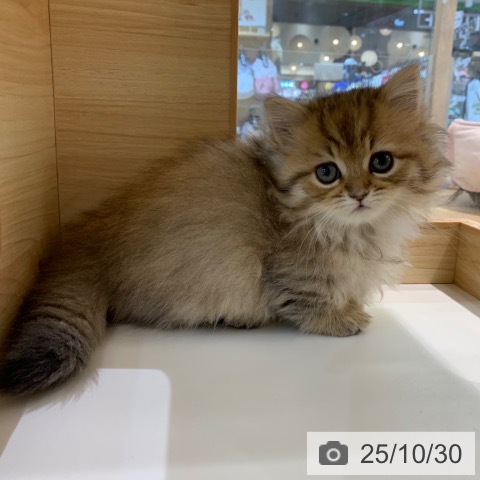 ミヌエットの写真