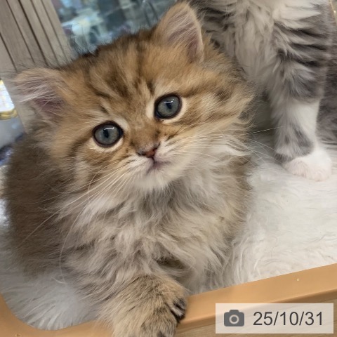 ミヌエットの写真