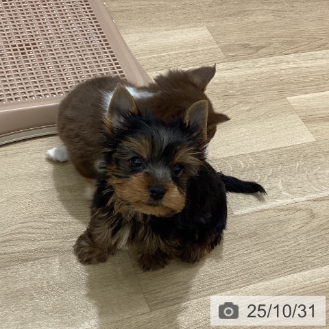 ヨークシャー・テリアの写真