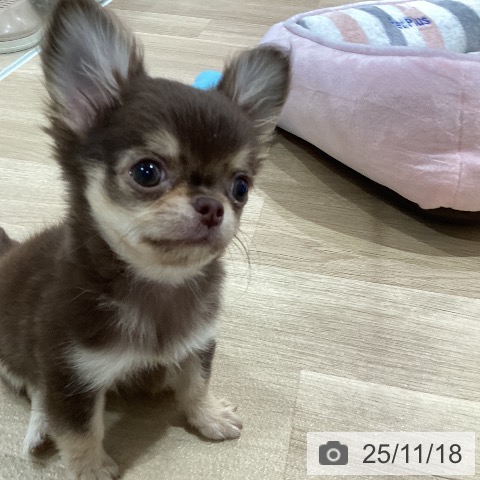 神奈川県のチワワ(ロング) (ペットプラス ゆめが丘ソラトス店/2025年8月27日生まれ/男の子/チョコレートタン)の子犬の4枚目の画像