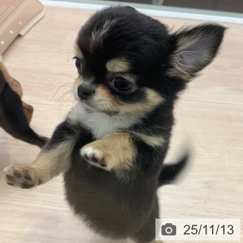チワワの写真