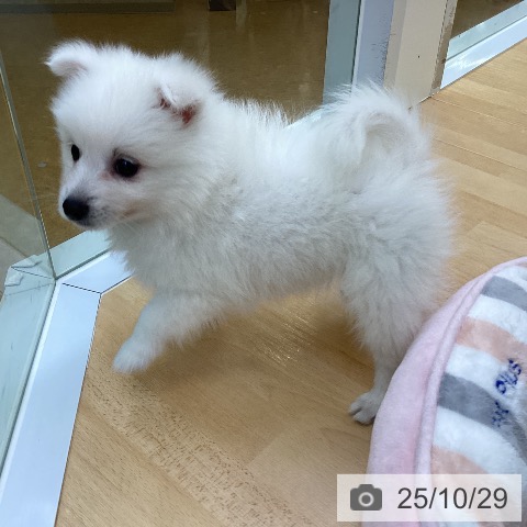 日本スピッツの写真