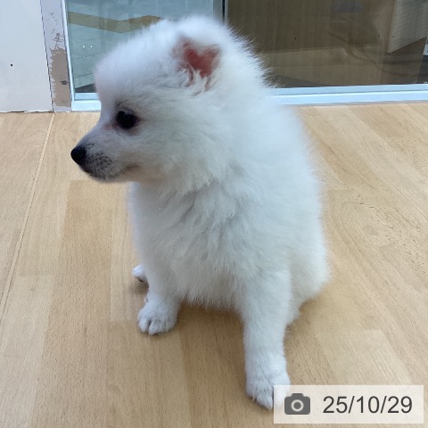 日本スピッツの写真