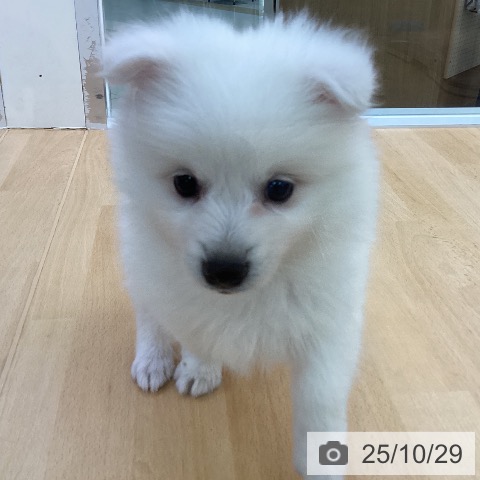 日本スピッツの写真