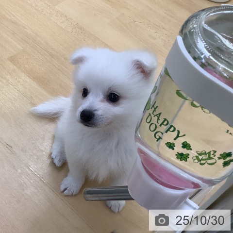 日本スピッツの写真