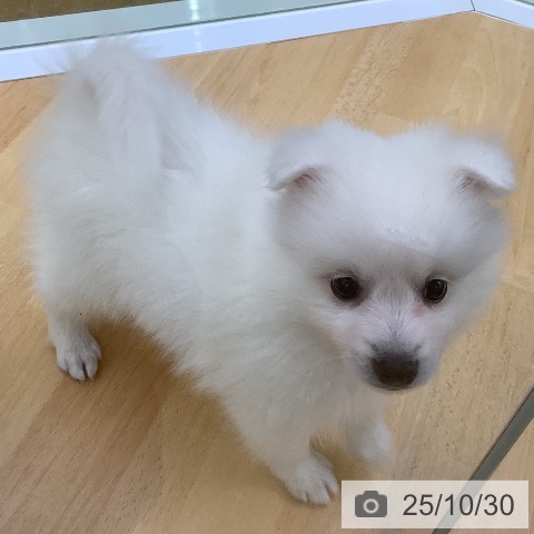 日本スピッツの写真