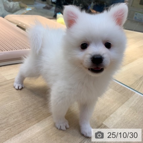 日本スピッツの写真