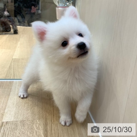 日本スピッツの写真