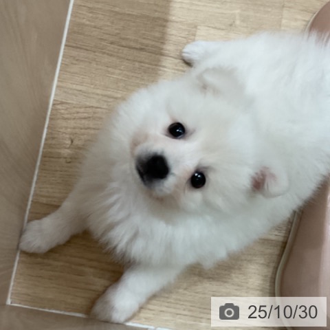 日本スピッツの写真