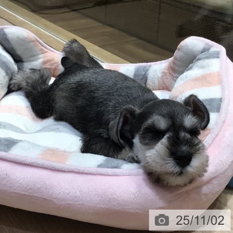 ミニチュア・シュナウザーの写真