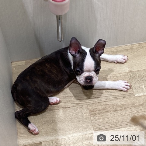 ボストン・テリアの写真