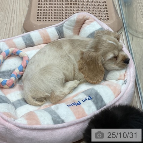 アメリカン・コッカー・スパニエルの写真