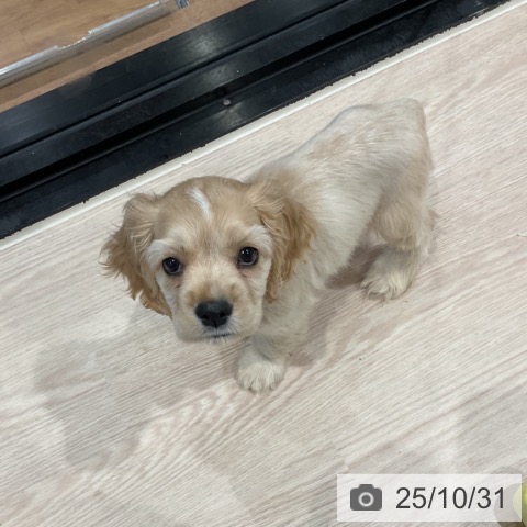 アメリカン・コッカー・スパニエルの写真