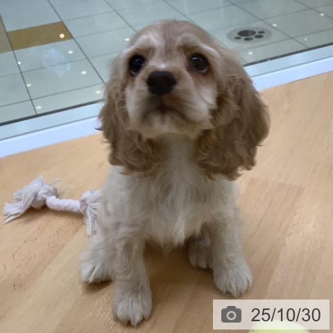 アメリカン・コッカー・スパニエルの写真