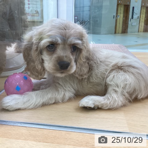 アメリカン・コッカー・スパニエルの写真