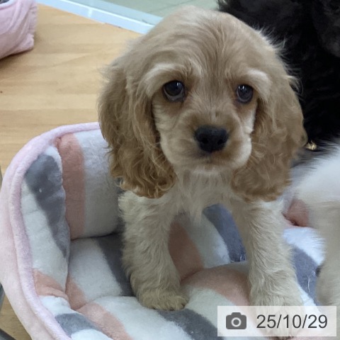 アメリカン・コッカー・スパニエルの写真