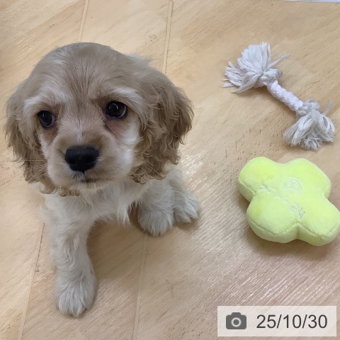 アメリカン・コッカー・スパニエルの写真