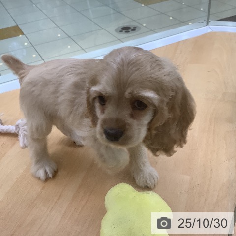 アメリカン・コッカー・スパニエルの写真