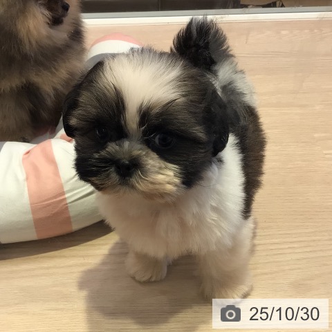 シー・ズーの写真